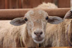 Sheep in Preparation for Lebaran Haji photo
