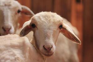 A Look at Healthy Sheep for Eid photo