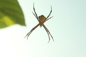 Garden Spider on its Web Against Bright Sky photo