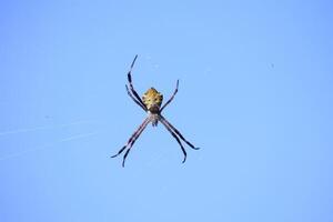 Striking Orb Weaver Spider Underside View photo