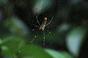 Black and Yellow Spider in Intricate Web photo