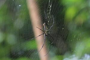 Large Golden Orb Weaver Spider on its Web photo
