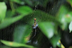 Majestic Orb Weaver Spider in Natural Habitat photo