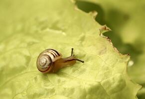 A close up photo of a small striped snail crawling on a bright green leaf The vivid colors and textures highlight the contrast between the snails shell and the leafs surface