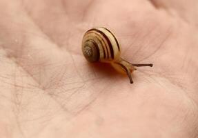 A tiny striped snail with a spiral shell crawls slowly across a human palm. The detailed macro photo highlights the texture of the skin and the snails delicate antennae and shell.