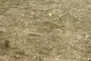 A group of small fish swims through clear, shallow water above a rocky lakebed. Sunlight dances on the surface, casting ripples and intricate patterns of light and shadow below. photo