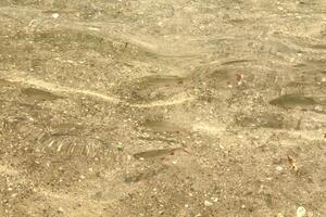 A group of small fish swims in clear shallow water over a rocky lakebed. The sunlight reflects on the surface, creating ripples and patterns of light and shadow. photo