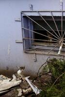 A kitten sits on a pile of debris near a wall, while an adult cat watches from a barred basement window. The scene is urban, slightly messy, and full of character. photo