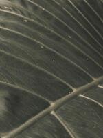 Detailed Close-Up of a Textured Leaf with Veins and Subtle Lighting photo
