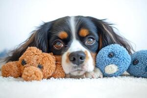 Cavalier king charles spaniel resting with plush toys on soft blanket photo