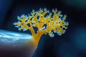 Slime mold growing on substrate, physarum polycephalum, exploring and expanding photo