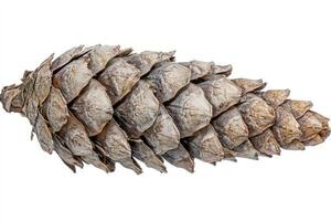 Single pine cone laying on a white background photo
