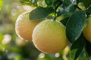 Ripe grapefruits growing on branch with water drops in citrus grove photo