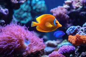 Wonderful and colorful underwater world with corals and tropical fish photo