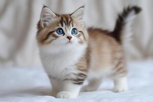 Adorable kitten walking on white blanket with blue eyes and fluffy tail photo
