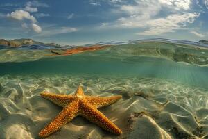 Starfish resting on the seabed in shallow water near the coast photo
