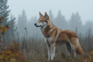 Red wolf standing in tall grass looking into misty forest photo