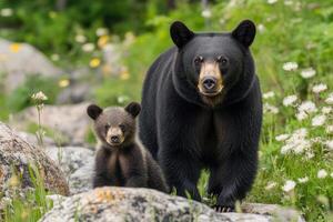 Protective black bear mother walking with cub in the forest photo