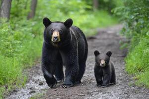 Black bear mother and cub walking on trail photo