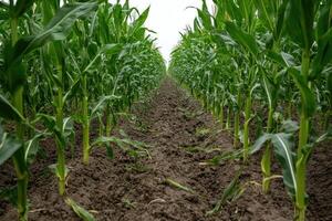 Rows of young corn growing in fertile soil photo