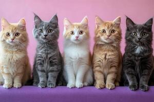 Five adorable kittens sitting in a row on a pink background photo