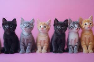 Seven kittens sitting in a row on pink background photo