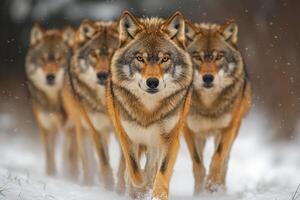 Wolf pack walking on snow in a winter forest photo