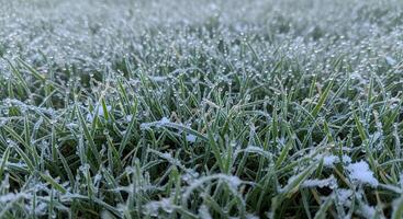 Frost on grass photo