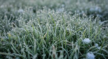 Frosty grass with water droplets on it photo