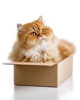 A fluffy Persian cat relaxing inside a cardboard box photo