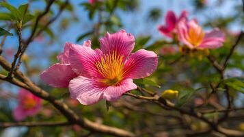 Tree flower photo in beautiful springtime photography ambiance