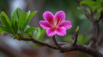 Sunlit macro flower photography with dreamy green blur photo