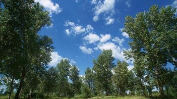 Summer open landscape with bright sunny sky photo
