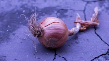 A single onion on the ground with cracks photo