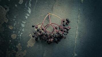 A bunch of berries on a wall photo