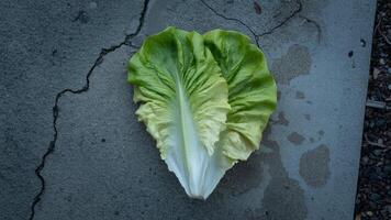 A lettuce leaf is sitting on the ground photo