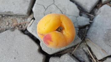 A single apricot resting on cracked concrete surface with a red spot on the side of the fruit photo