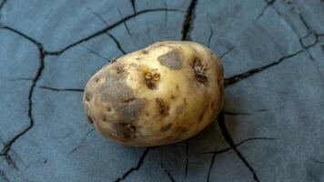 A single potato with sprouts on a cracked surface creating a rustic and natural still life image photo