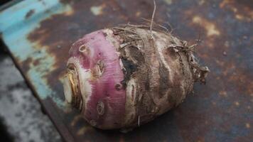 Close up of a turnip with dirt on a rusted surface showing its purple and brown colors in detail photo