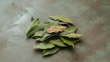 A pile of bay leaves with one brown leaf on a textured gray surface in a close up studio shot photo