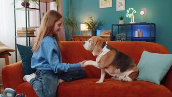 Young girl child teaching cute beagle dog tricks and training it. Caucasian preteen sitting at home and playing with pet in living room at home. Feeling playful and bonding with animal during weekend. video