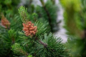 A close-up of a pine branch displaying green needles and a cluster of immature, brown pine cones. photo