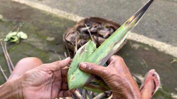 Close-up of hands weaving traditional Balinese offering basket made from palm leaves. Daily spiritual ritual and cultural craft in Bali. video