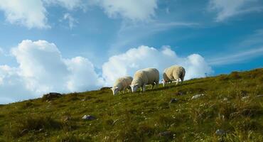 Three sheep grazing on a hillside photo