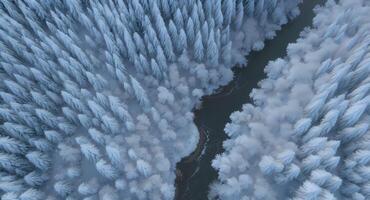 An aerial view of a snowy forest with trees photo