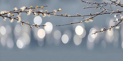 Spring Blossoms Branch with Bokeh Background Delicate Flower Buds Soft Pastel Colors photo