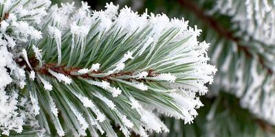 Closeup Frost Covered Pine Tree Branch Winter Nature Photography photo