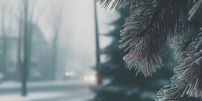 Frost Covered Pine Tree Branch Winter Scene City Background photo