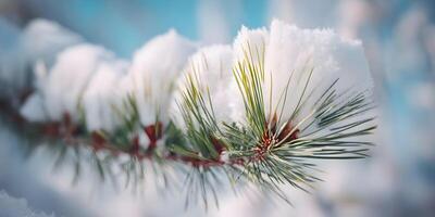 Snow Covered Pine Branch Winter Nature Closeup Photography photo
