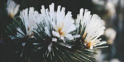Frozen Pine Needles Closeup Winter Frost Crystal Ice Nature photo